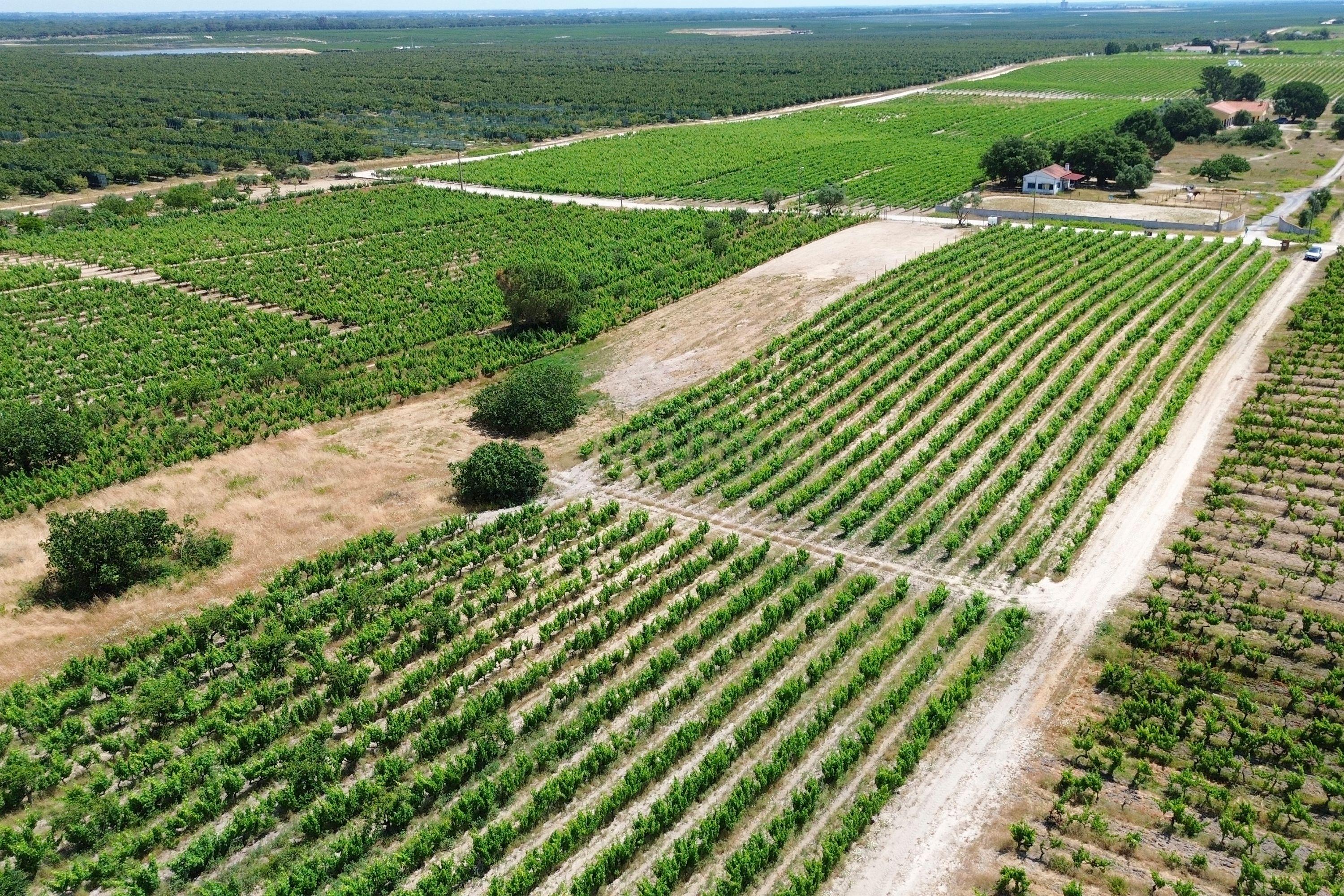 Fotografia 9 de Terreno no Lau com vinhas certificadas