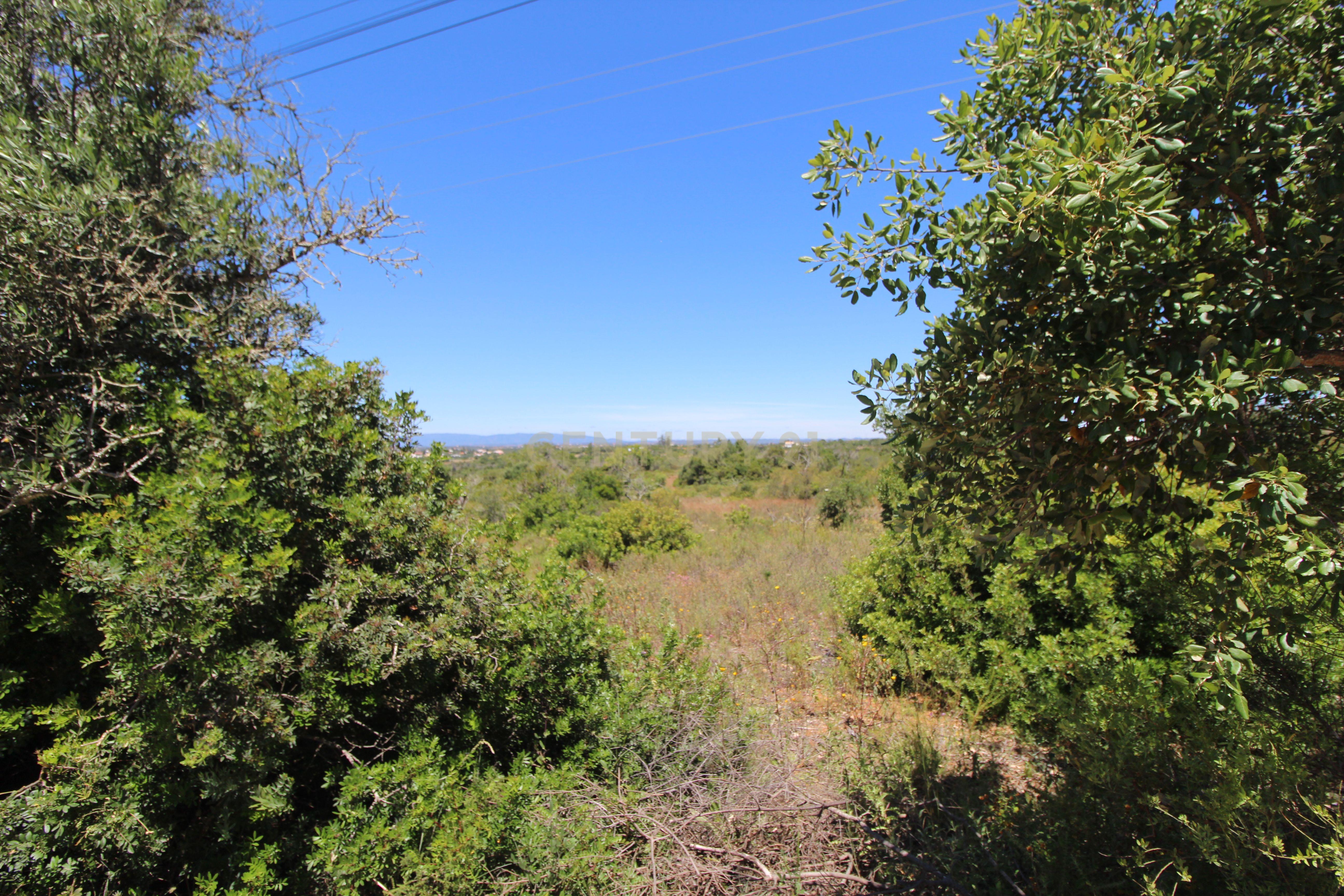 Fotografia 5 de Terreno Rústico com 13.000 m² no Coração do Algarve