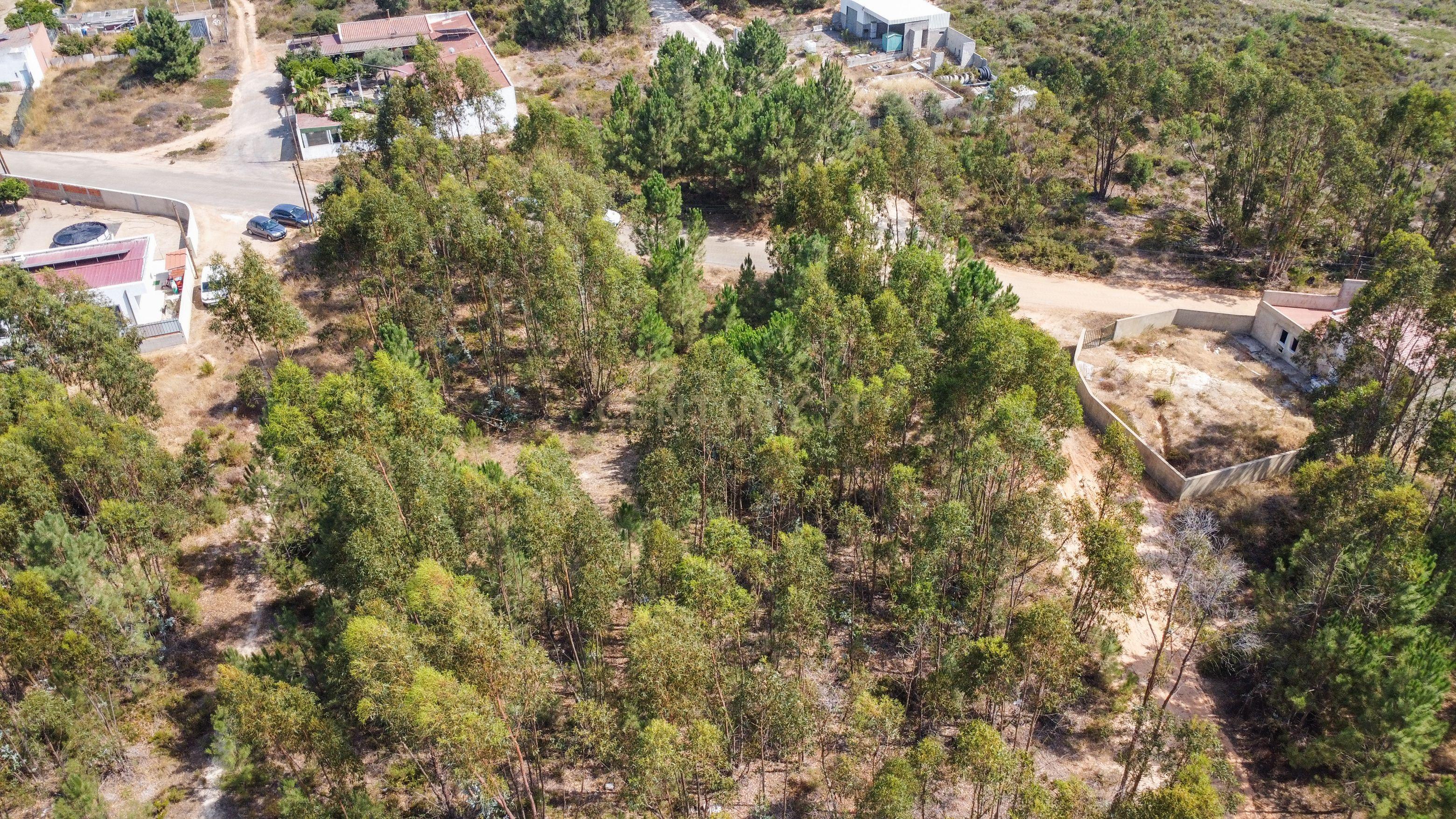 Fotografia 6 de Lote de Terreno com Elevado Potencial de Construção – Herdade do Pinhal das Formas, Quinta do Anjo