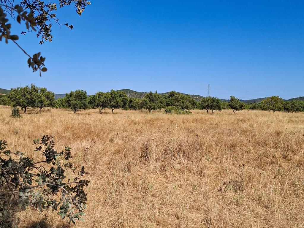 Terreno Rústico com Grande Potencial Agrícola – 7.800 m² em Paderne, Albufeira - Image 5