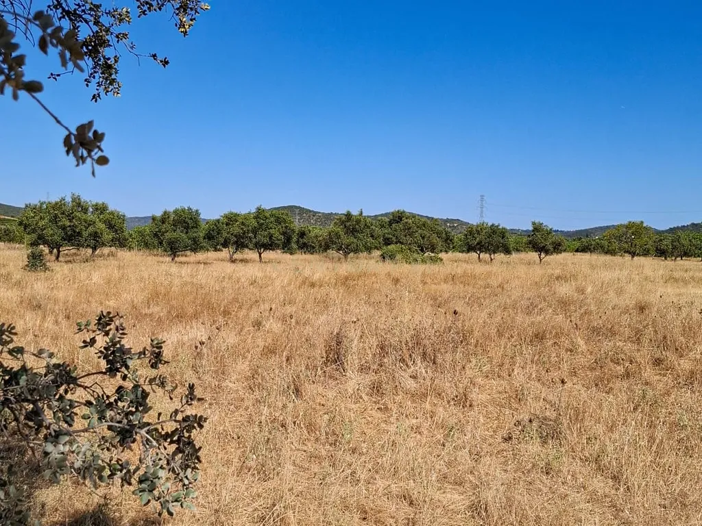 Terreno Rústico com Grande Potencial Agrícola – 7.800 m² em Paderne, Albufeira - Image 5
