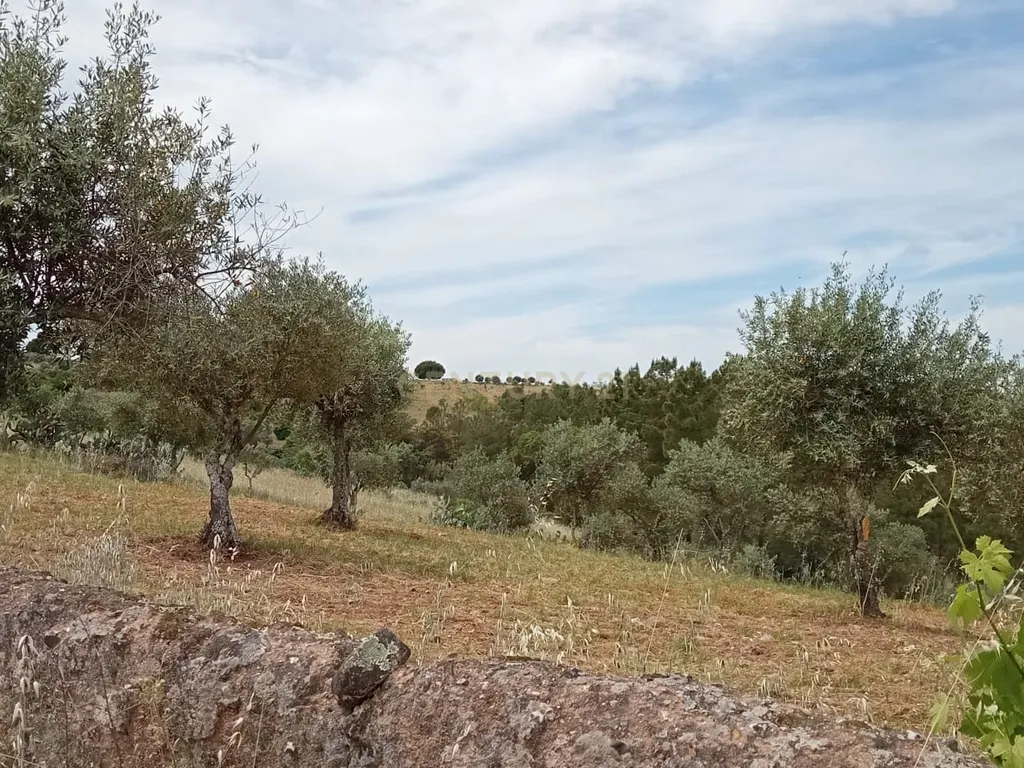 Terreno 8500m2, Lentiscais, Castelo Branco - Image 18