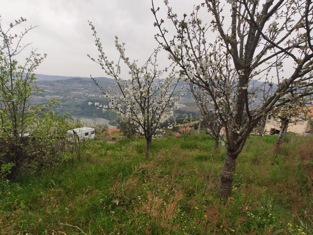 Terreno com casinha e vista para o rio Douro, em S. Tomé de Covelas, Baião para projeto agrícola - Image 68