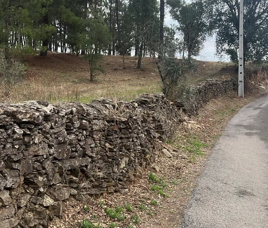 Terreno com pinheiros – Ideal para estaleiro em Proença-a-Nova - Image 1