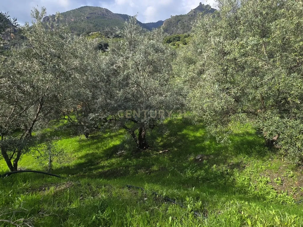 - Image 5