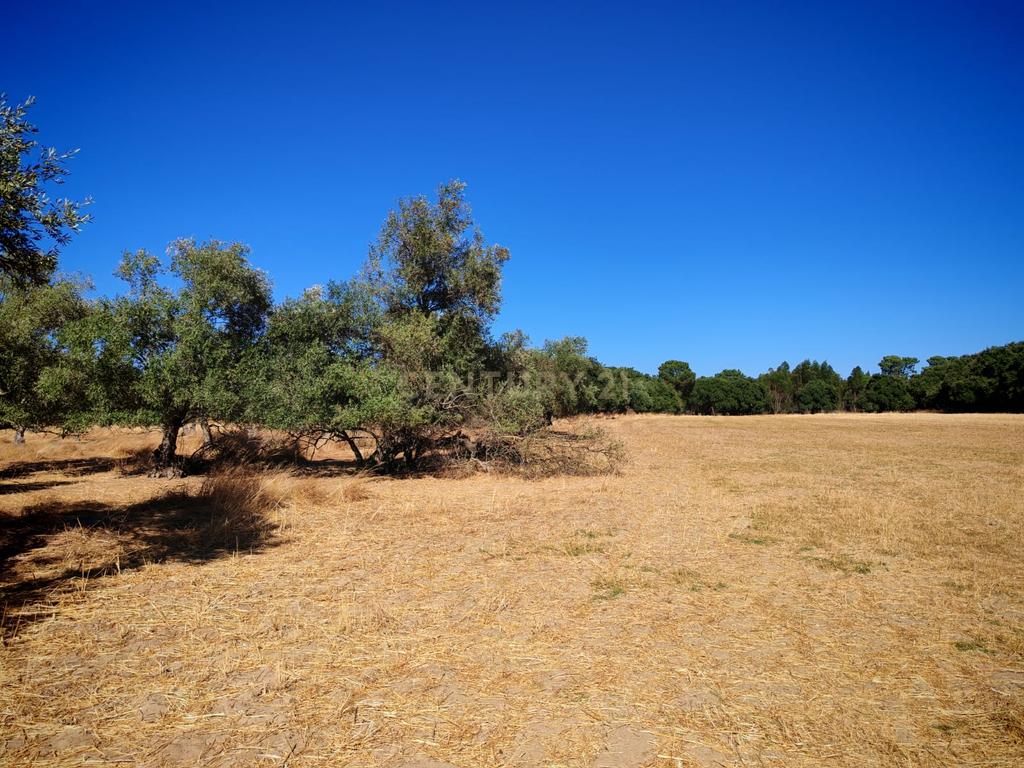 Terreno Rústico com 5.000 m2 - Quinta do Anjo, Palmela - Image 11