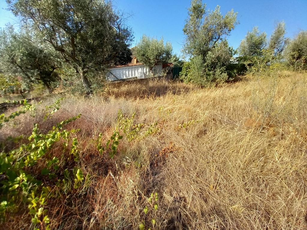 Terreno com 1100m2, Sobral do Campo - Image 2