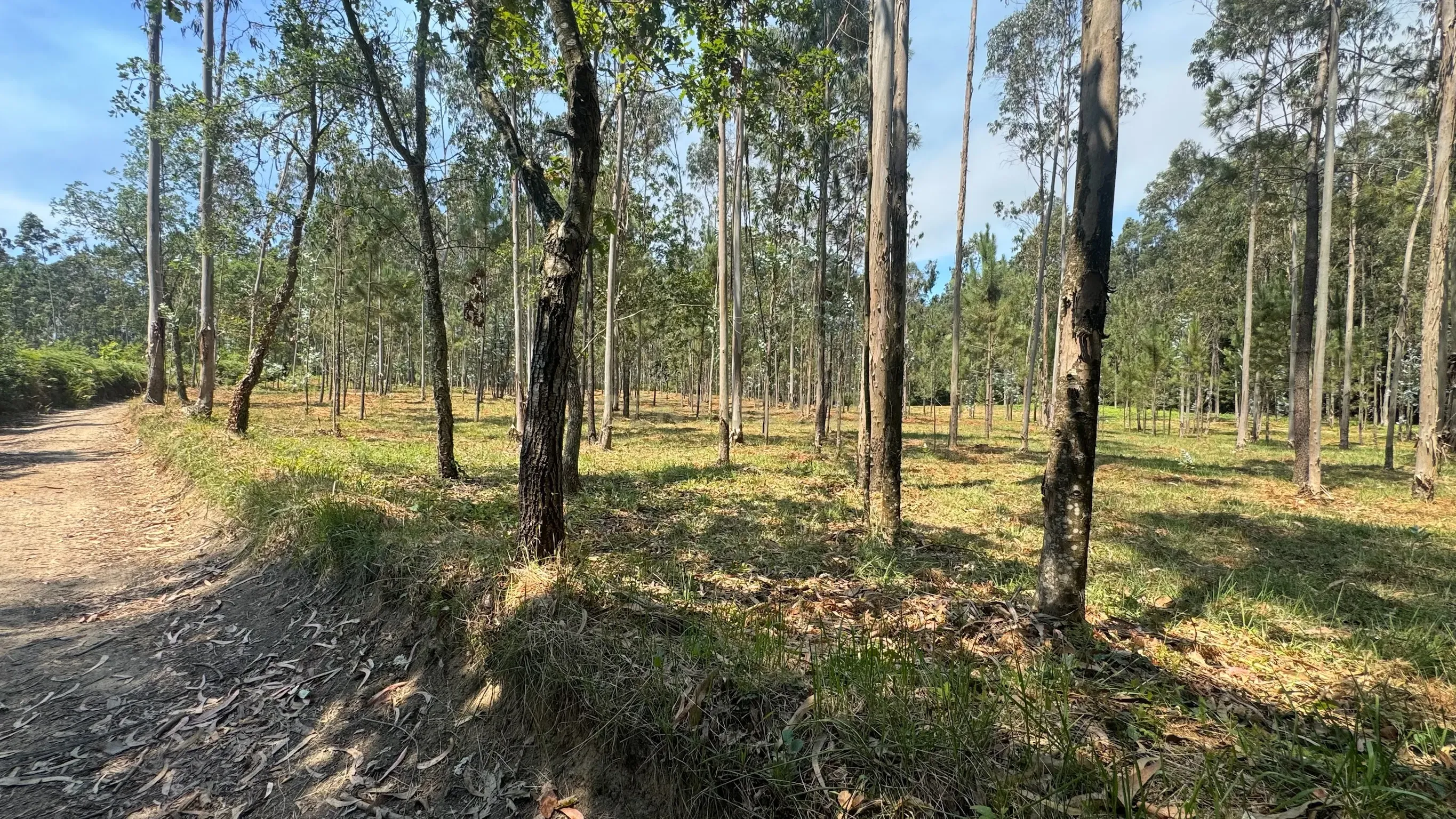 Fotografia 5 de TERRENO FLORRESTAL 5.453 m² – TERROSO | PÓVOA DE VARZIM