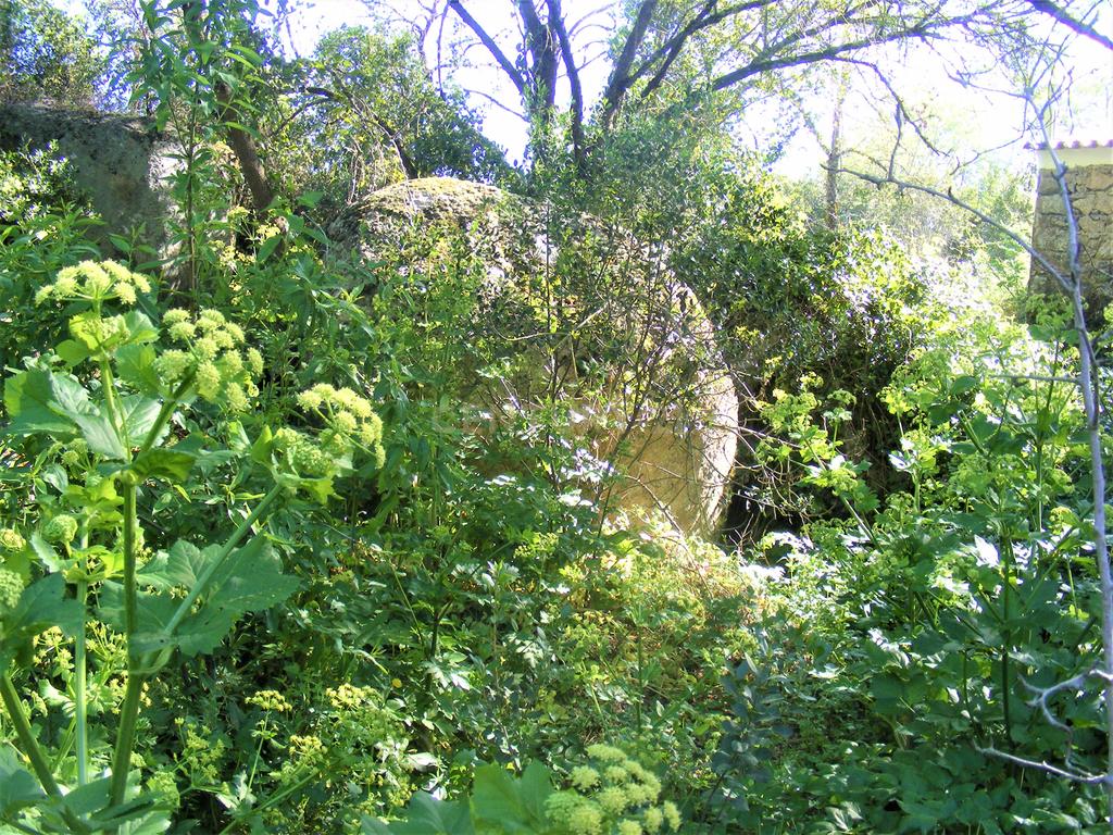 Quinta Típica Alentejana, Licença de Turismo Rural, Arrendamento, Arraiolos - Image 26