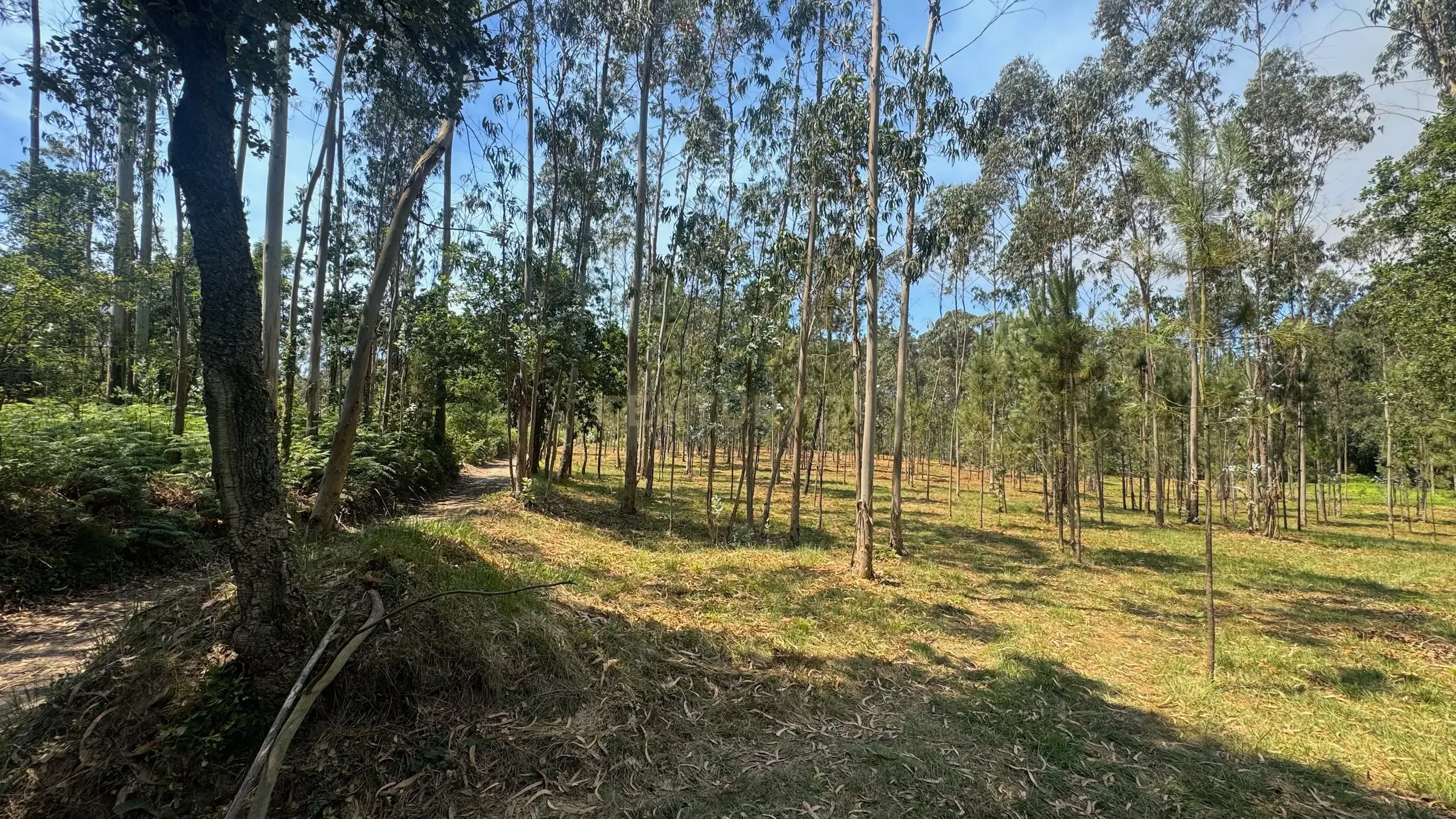 Fotografia 6 de TERRENO FLORRESTAL 5.453 m² – TERROSO | PÓVOA DE VARZIM