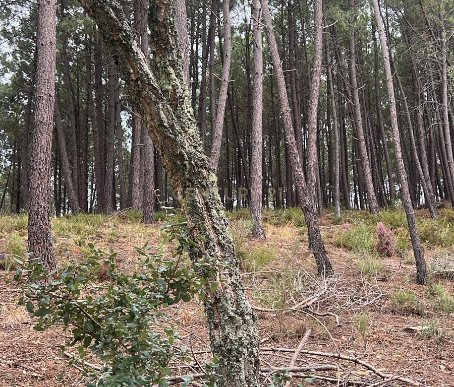 Terreno com pinheiros – Ideal para estaleiro em Proença-a-Nova - Image 3