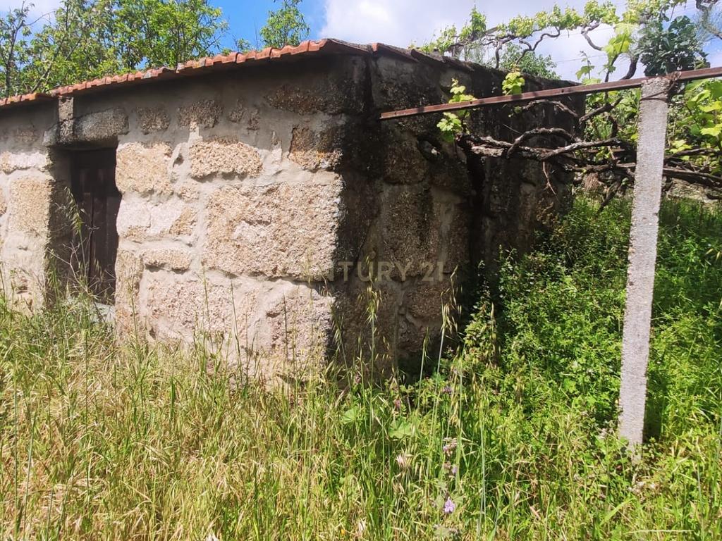 Terreno com casinha e vista para o rio Douro, em S. Tomé de Covelas, Baião para projeto agrícola - Image 4