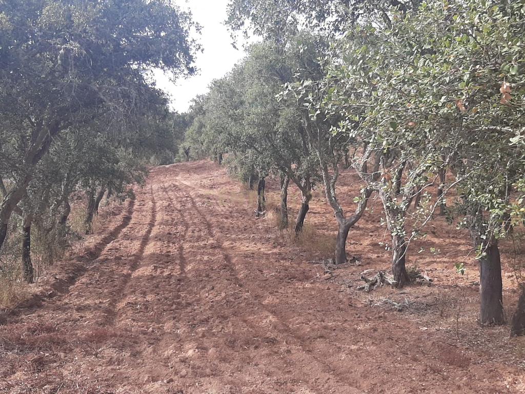 Terreno Rústico com Potencial Agrícola e de Lazer, Ourique, Beja - Image 1
