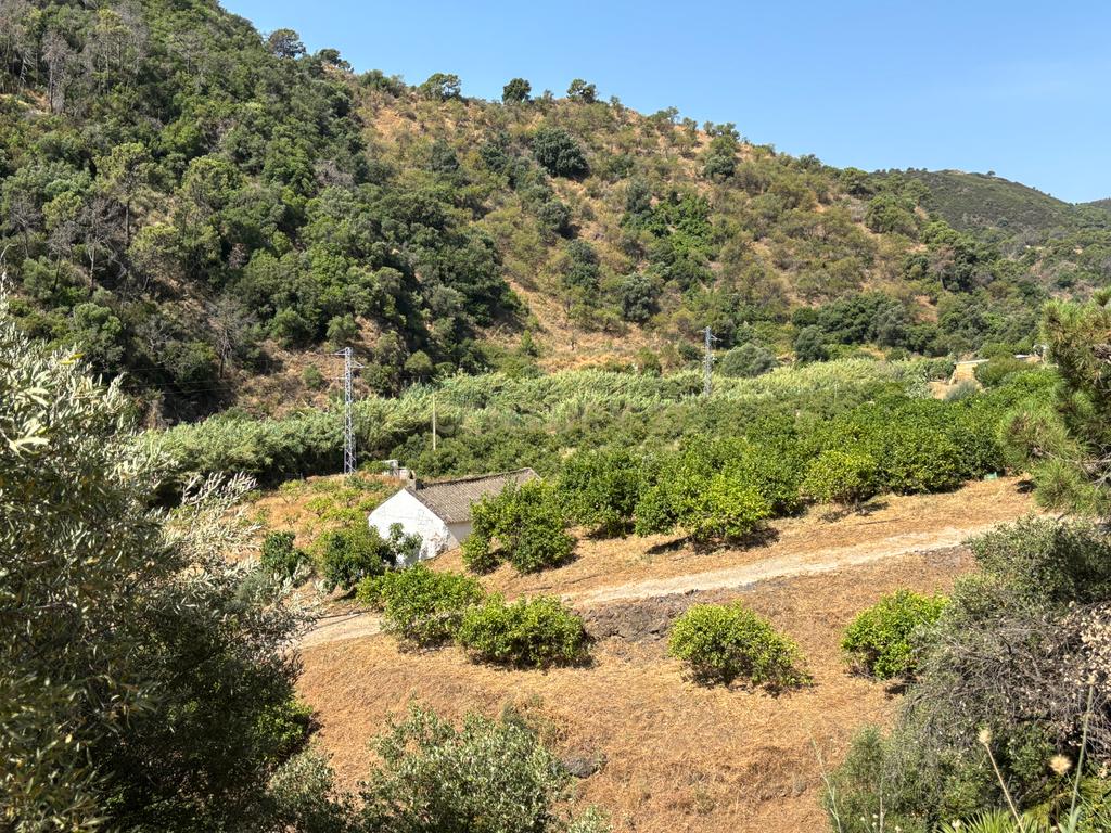 verbatimFazenda ecológica com limões durante todo o ano - Nas margens do rio Padrón - Estepona - Image 9