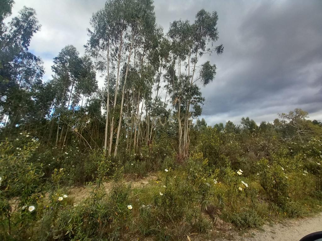 Terreno Panorâmico em Sarnadas de Ródão, Castelo Branco - Image 4
