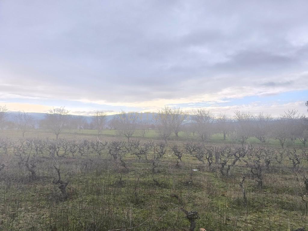 Terreno com vinha e poço - Perto da Zona Industrial de Chaves - Image 2