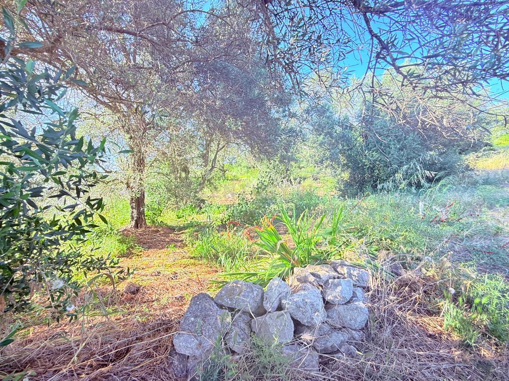 Quinta em Estiramantens – 1 Hectare de Pura Tranquilidade!  - Image 2
