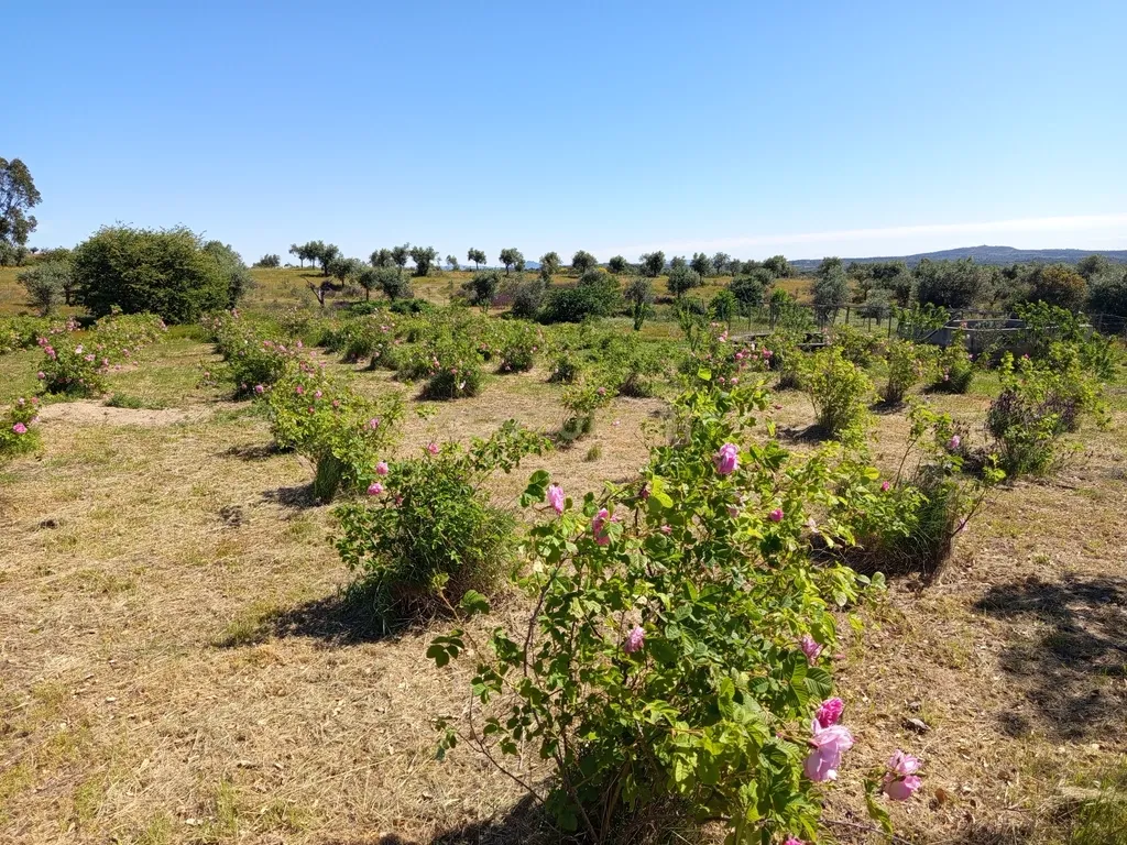 Oportunidade Única: Quinta de 16 Hectares com produção de plantas aromáticas, 2 Ha de rosas DAMASCENA, destilação de óleos essenciais e actividade e-commerce - Image 33
