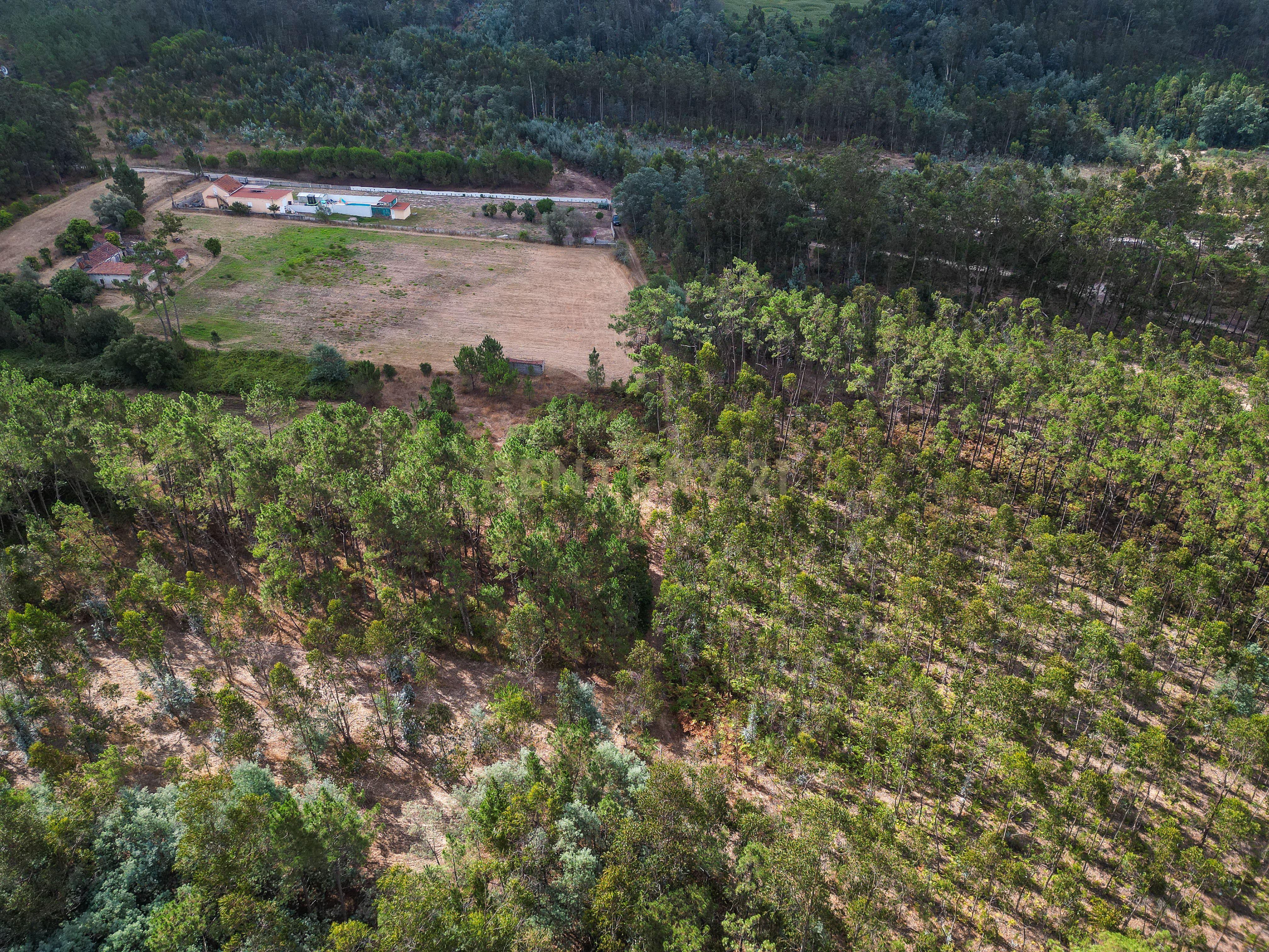 Fotografia 7 de Pinhal com cerca de 720 m² em Canazieira – Cabeça Alta, Montemor-o-Velho