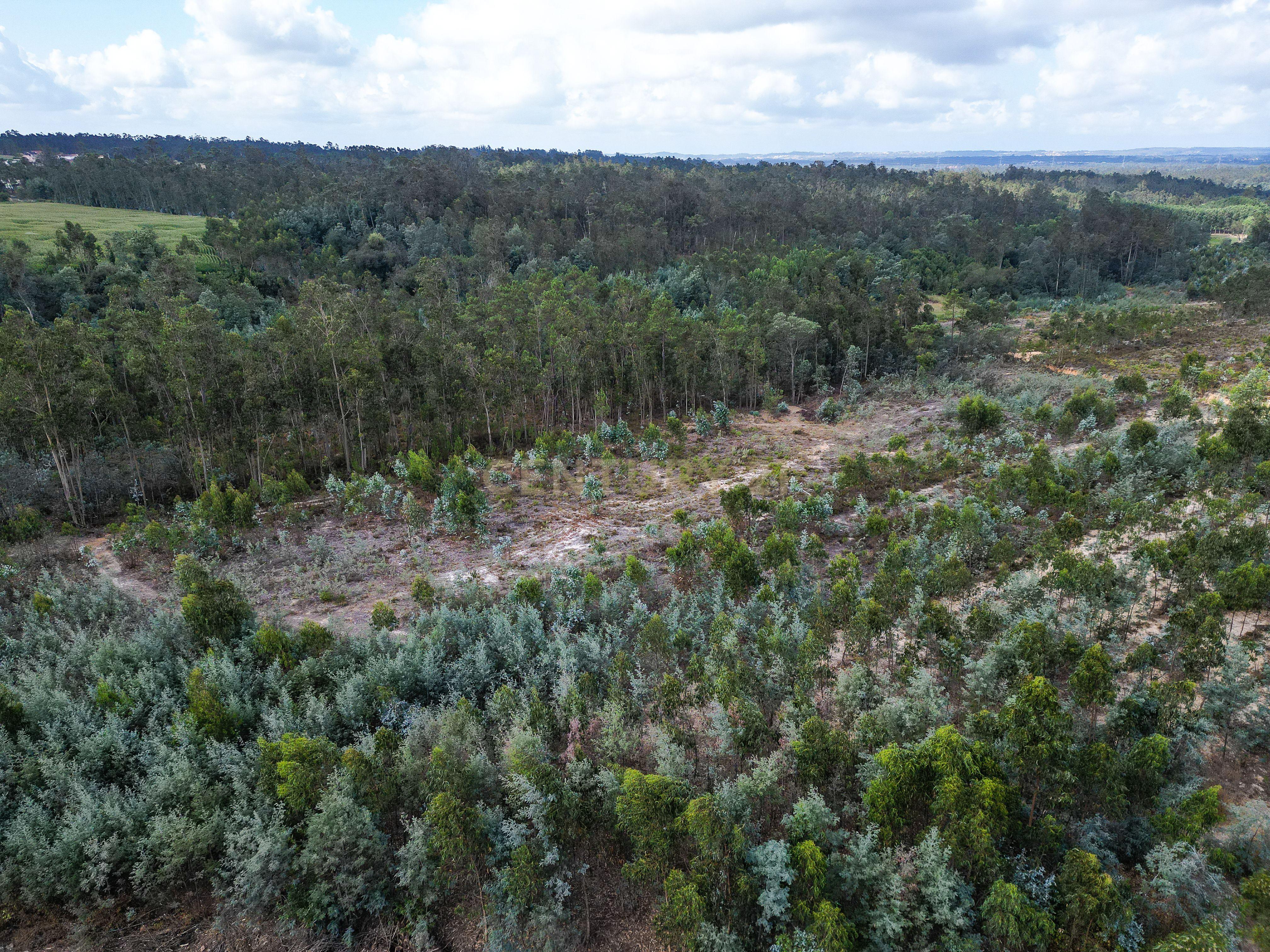 Fotografia 5 de Pinhal com cerca de 720 m² em Canazieira – Cabeça Alta, Montemor-o-Velho