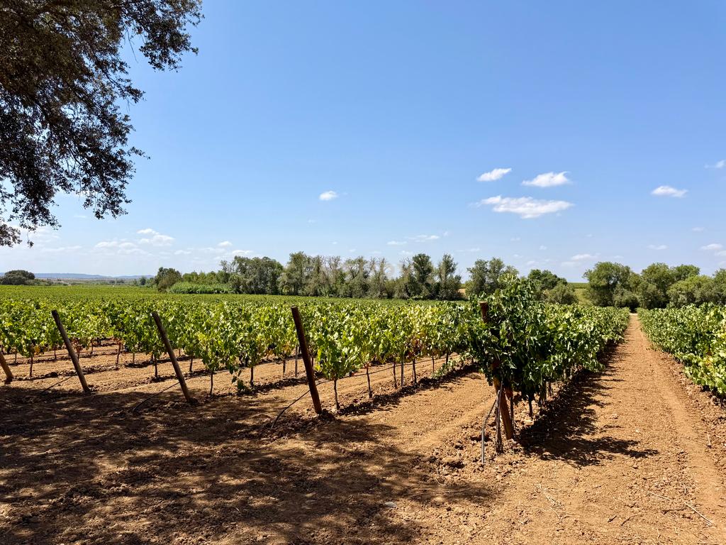 Herdade da Pandeira (93 Hectares) Vinha e Olival em Produção em Reguengos de Monsaraz. - Image 32