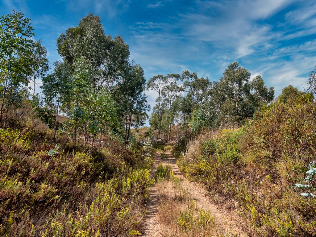 Herdade de 271 Hectares no Barlavento Algarvio, com moradia + 4 estudios, piscina, 9 barragens, 3 estufas. - Image 54