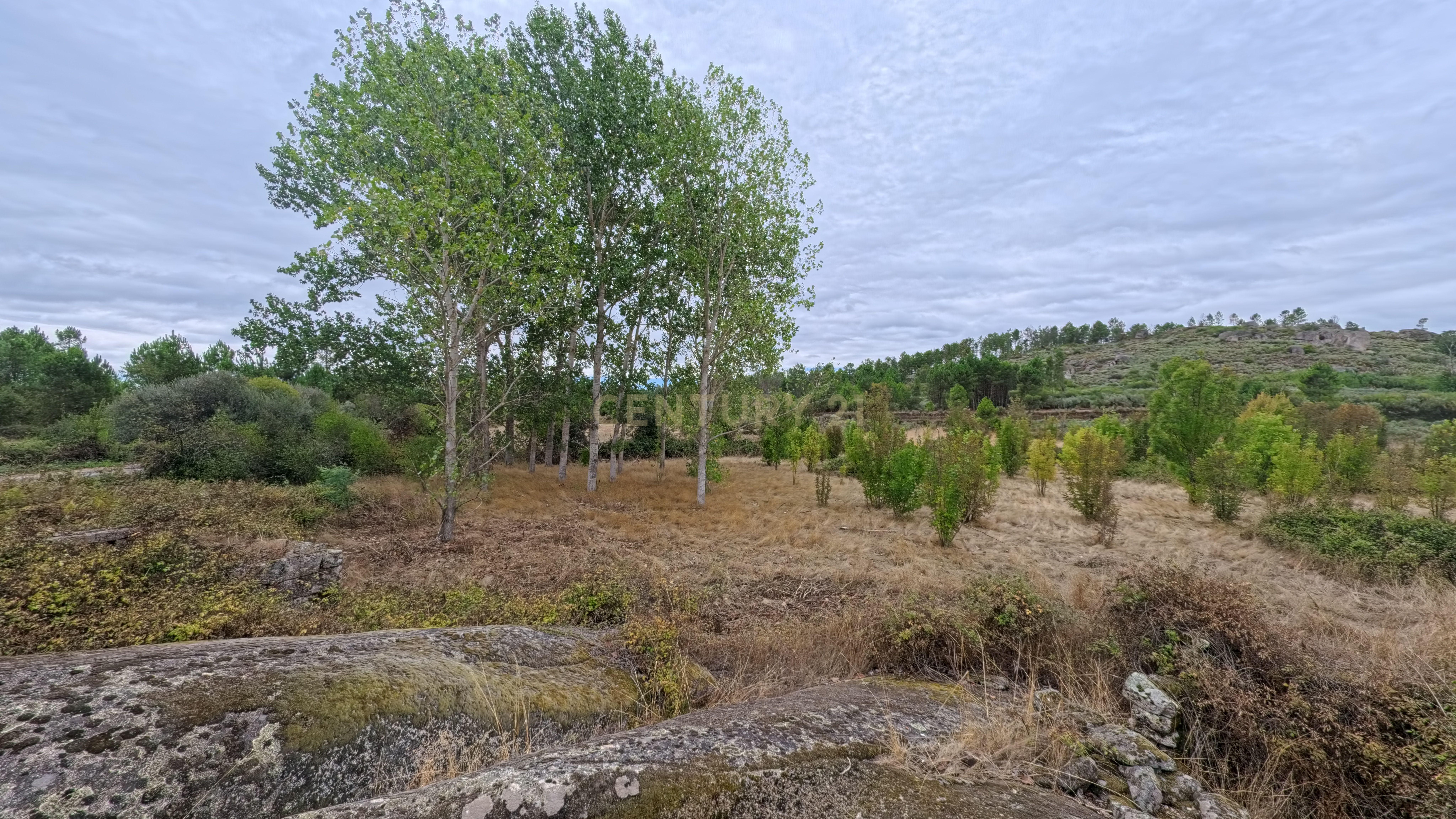 Fotografia 9 de Quinta com 37.000 m² e casa de pedra em Figueiró da Granja - Fornos de Algodres