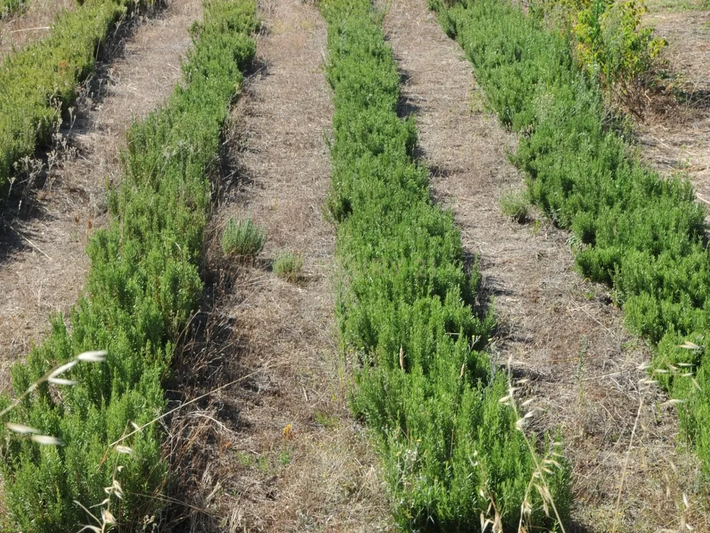 Oportunidade Única: Quinta de 16 Hectares com produção de plantas aromáticas, 2 Ha de rosas DAMASCENA, destilação de óleos essenciais e actividade e-commerce - Image 25