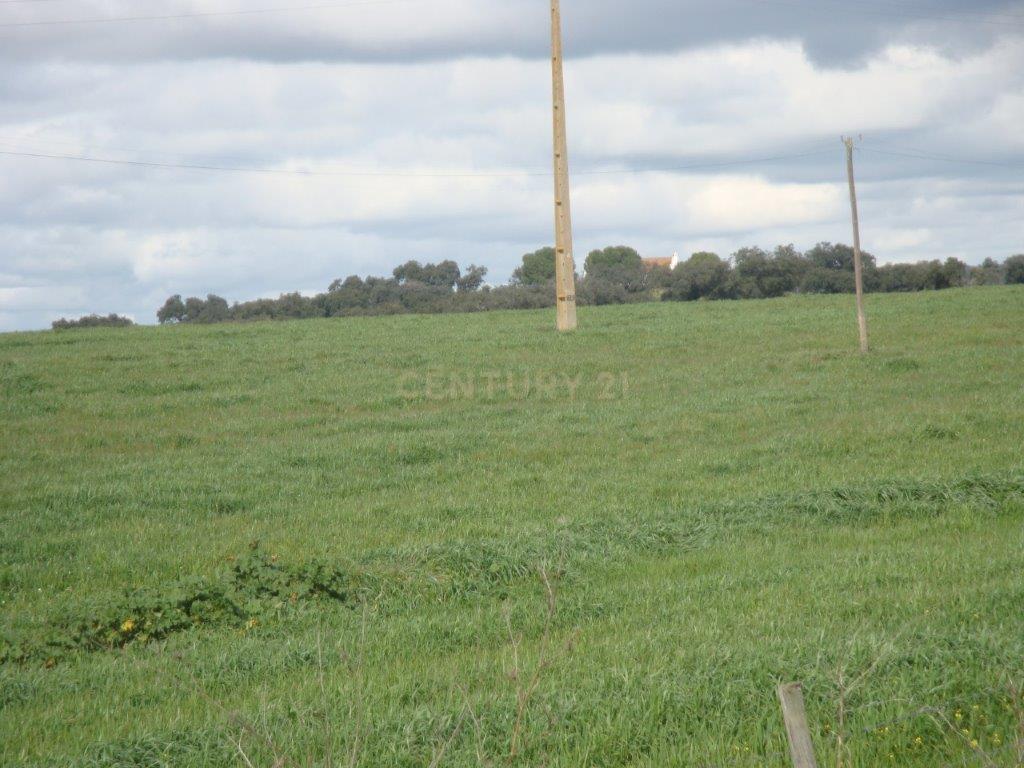 A HERDADE 145 hectares a 20min de Vila Viçosa (vila candidata a património  MUNDIAL da UNESCO), Alentejo - Image 11