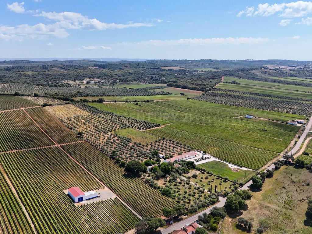 Quinta T3+3 com 4 HA em Borba – Natureza, Produção Agrícola e Conforto - Image 24