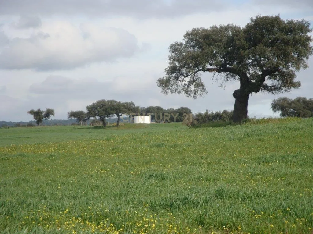 A HERDADE 145 hectares a 20min de Vila Viçosa (vila candidata a património MUNDIAL da UNESCO), Alentejo - Image 12