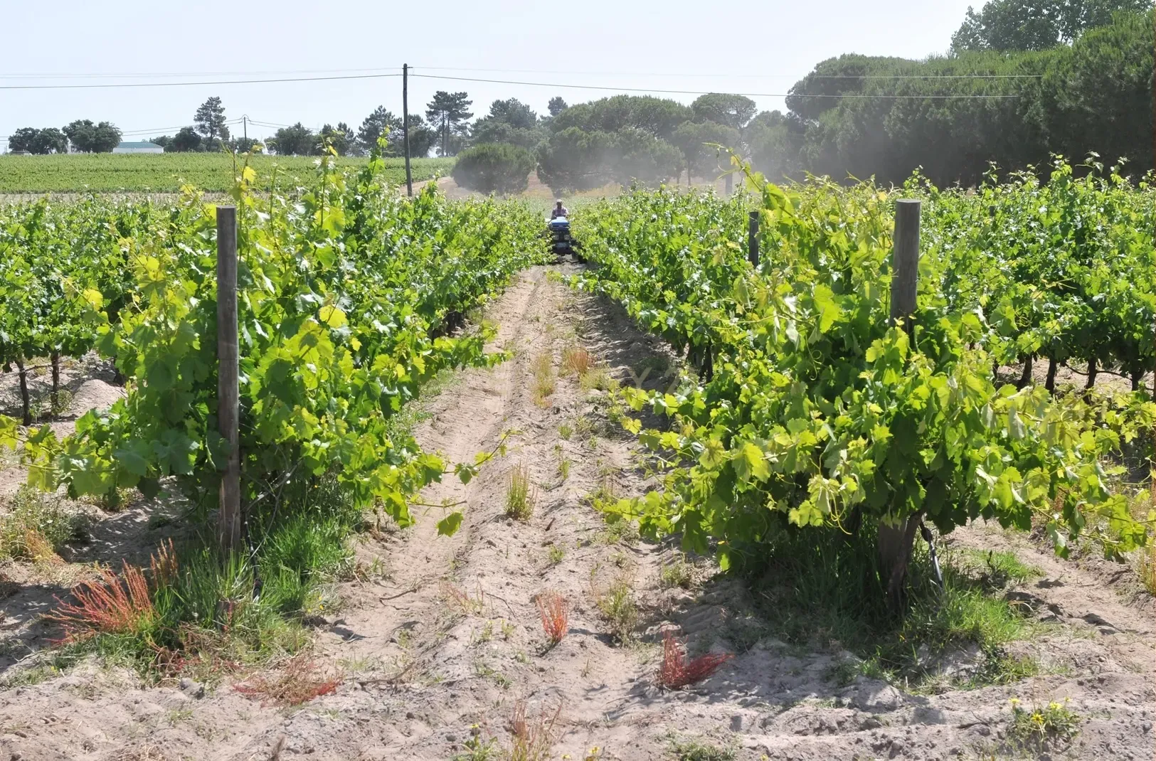 Herdade Dos Mascarenhas com 102 hectares em Palmela - Image 41
