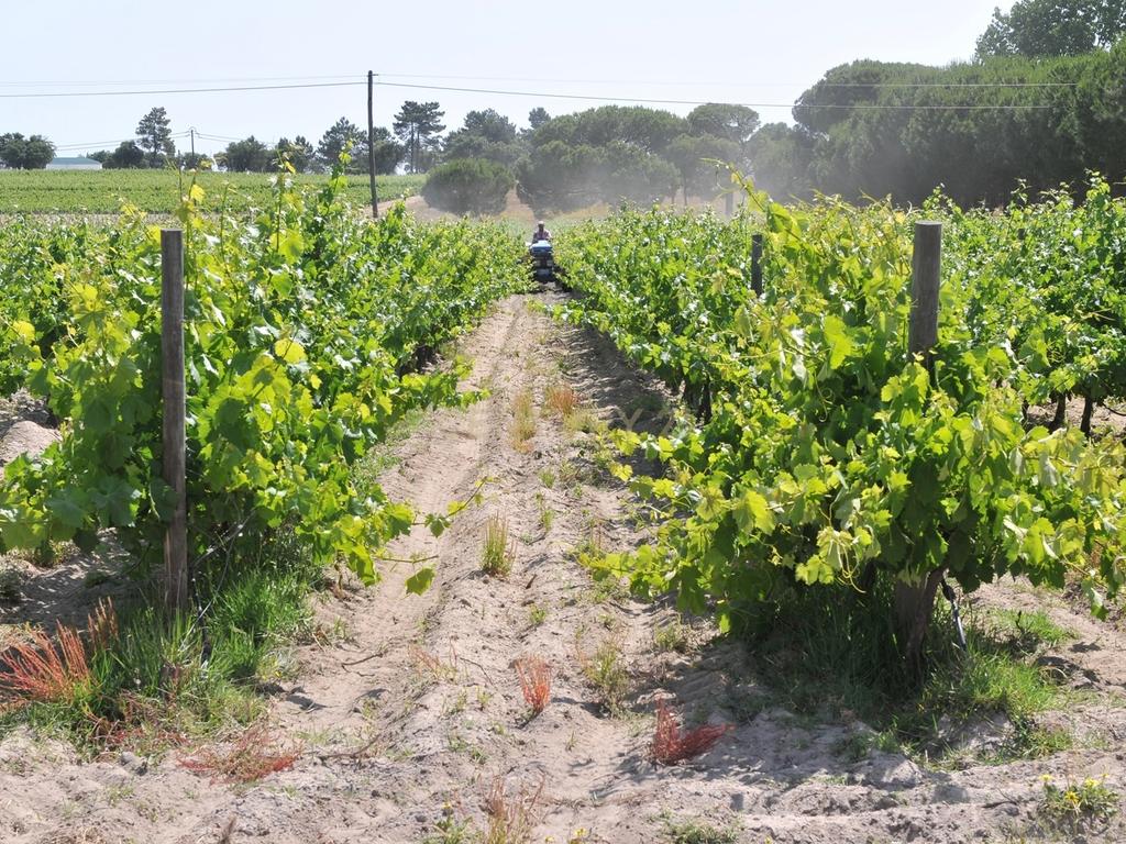 Herdade Dos Mascarenhas com 102 hectares em Palmela - Image 41