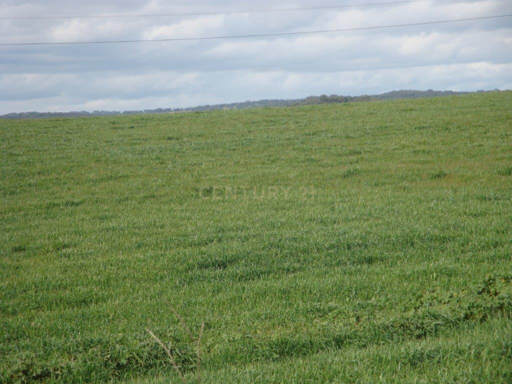 A HERDADE 145 hectares a 20min de Vila Viçosa (vila candidata a património MUNDIAL da UNESCO), Alentejo - Image 13