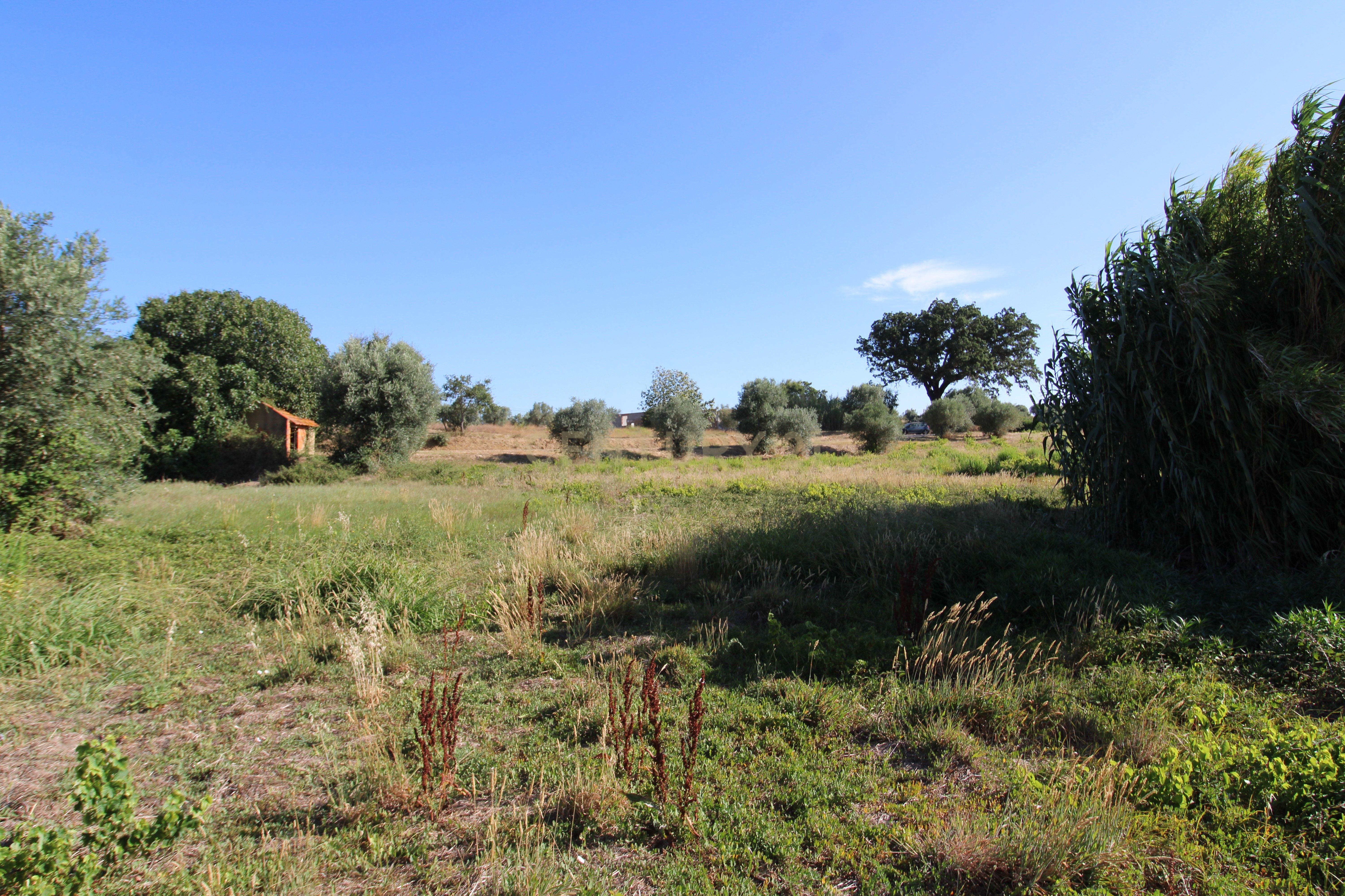 2 Terrenos Rústicos c/poço de água próximo da Cidade de Tomar - Image 6