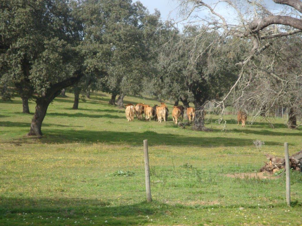 A HERDADE 145 hectares a 20min de Vila Viçosa (vila candidata a património MUNDIAL da UNESCO), Alentejo - Image 14