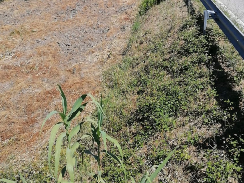 Terreno Agrícola em Gavião, Portalegre - 2500m² com casa - Image 18
