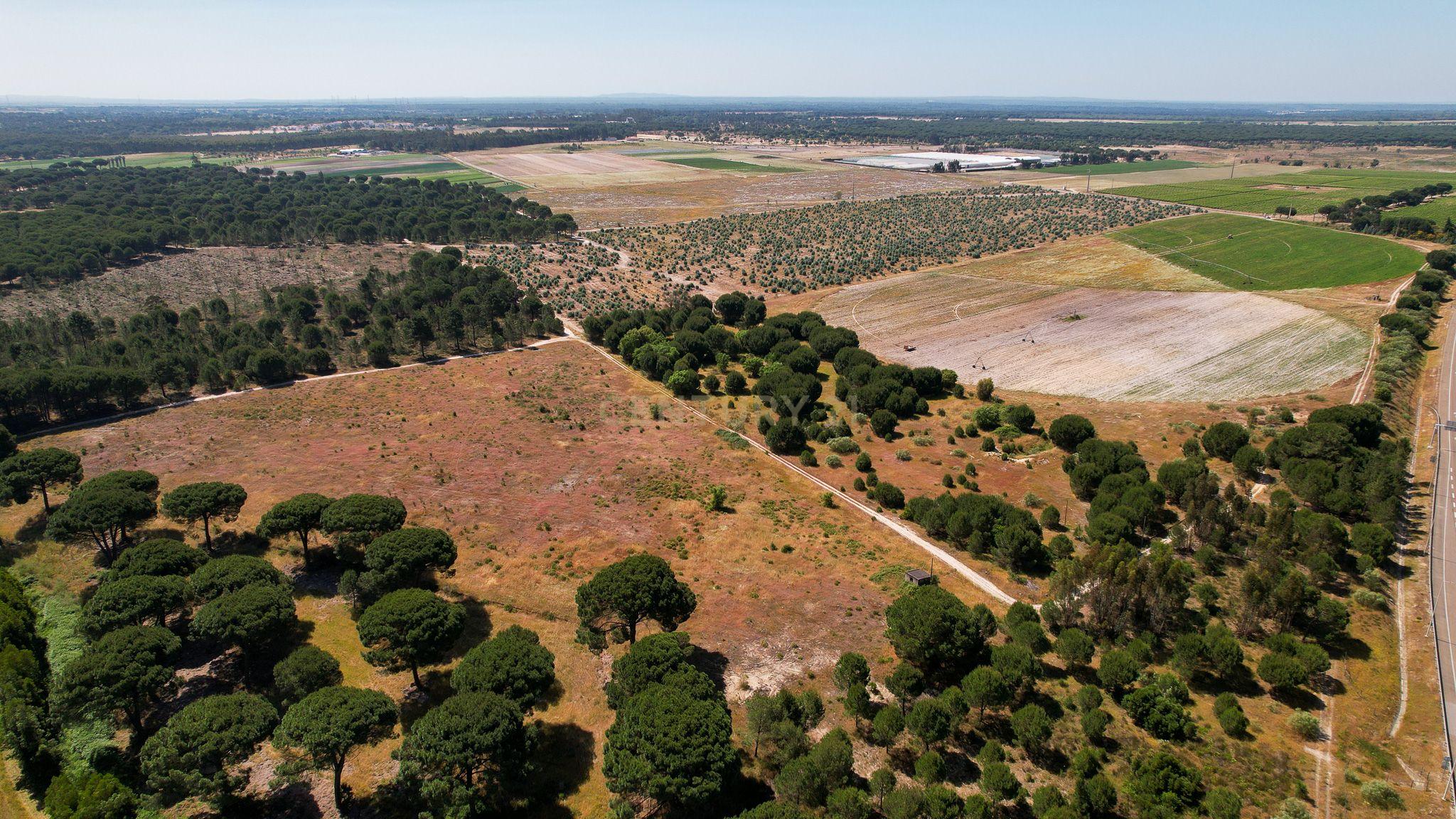 Terreno Rústico c/ 22.500m2 - Sto Isidro de Pegões - Montijo - Image 3