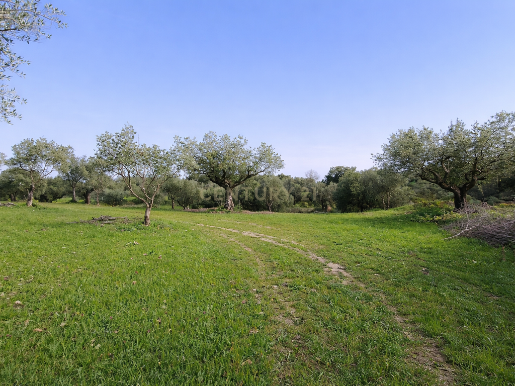 Olival para Venda – Pedrógão, Torres Novas - Image 16