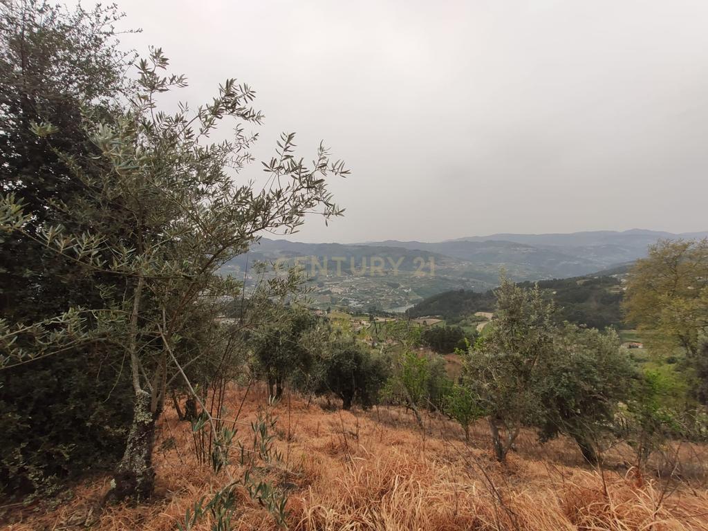 Terreno com casinha e vista para o rio Douro, em S. Tomé de Covelas, Baião para projeto agrícola - Image 66
