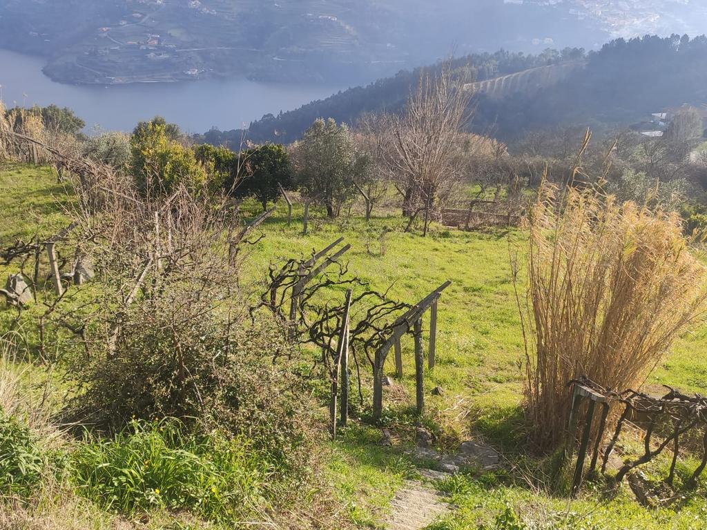 Terreno com casinha e vista para o rio Douro, em S. Tomé de Covelas, Baião para projeto agrícola - Image 82