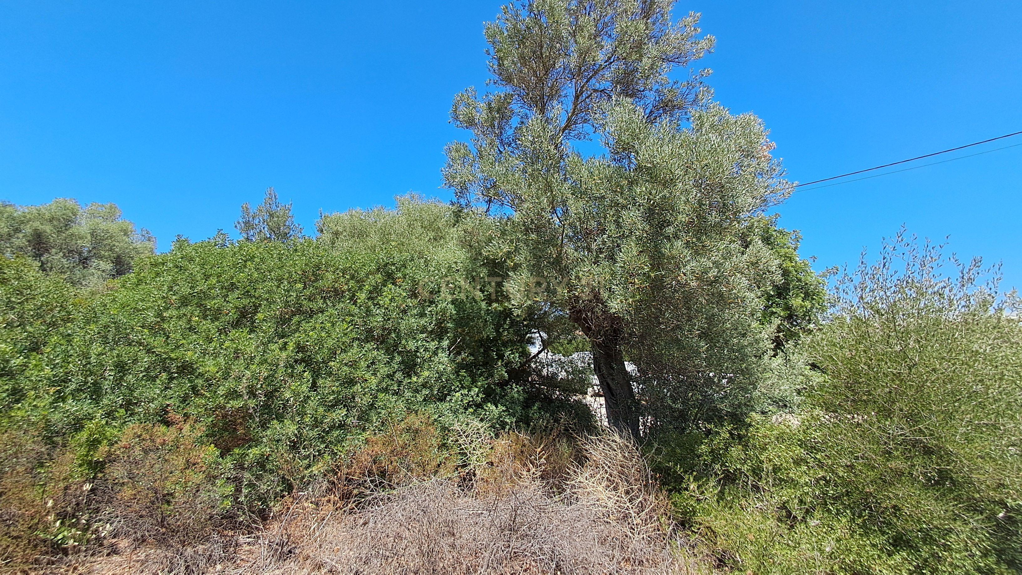 Fotografia 10 de Terreno com 9.135 m² em Boliqueime