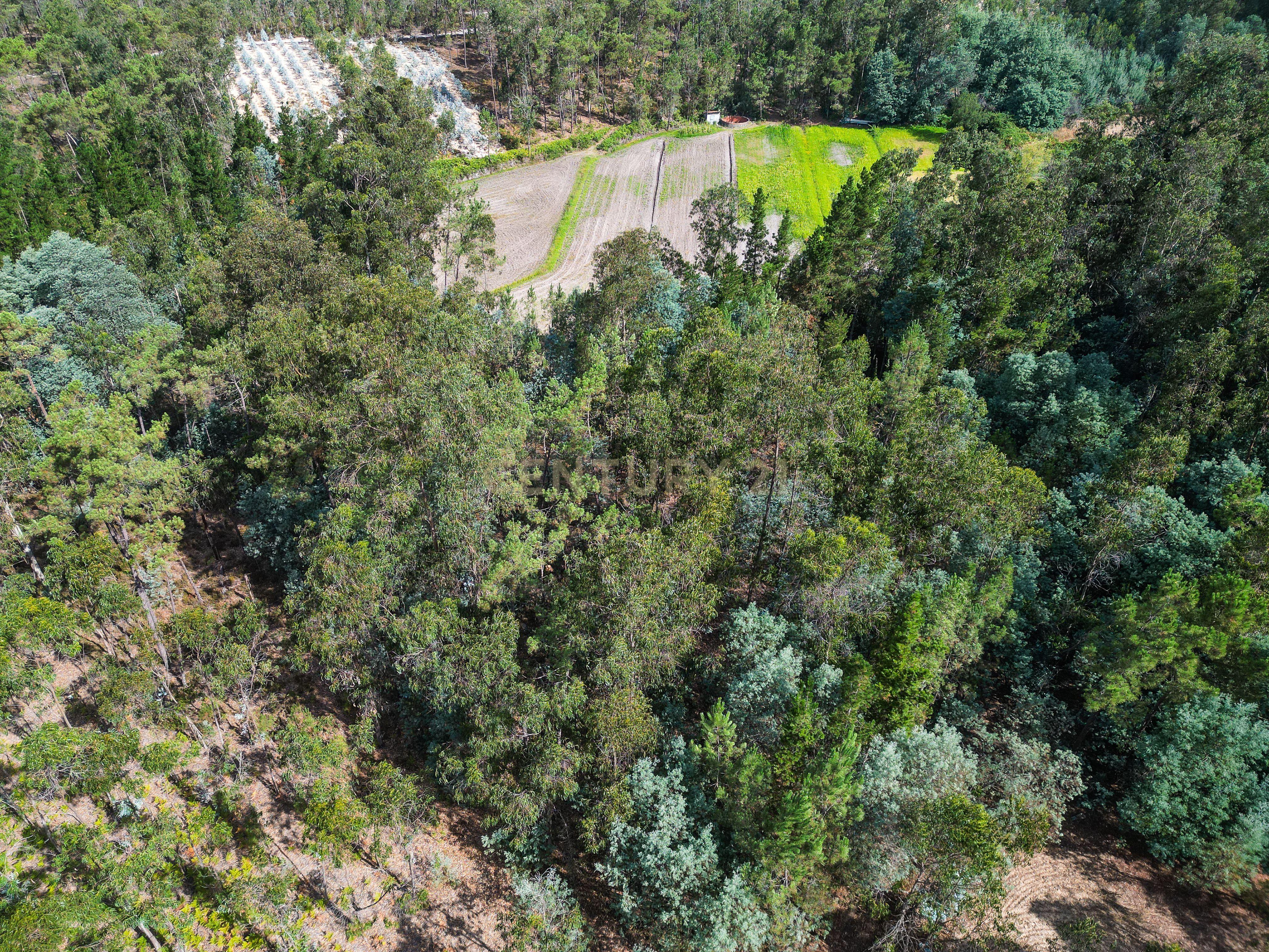 Fotografia 4 de Pinhal com cerca de 720 m² em Canazieira – Cabeça Alta, Montemor-o-Velho
