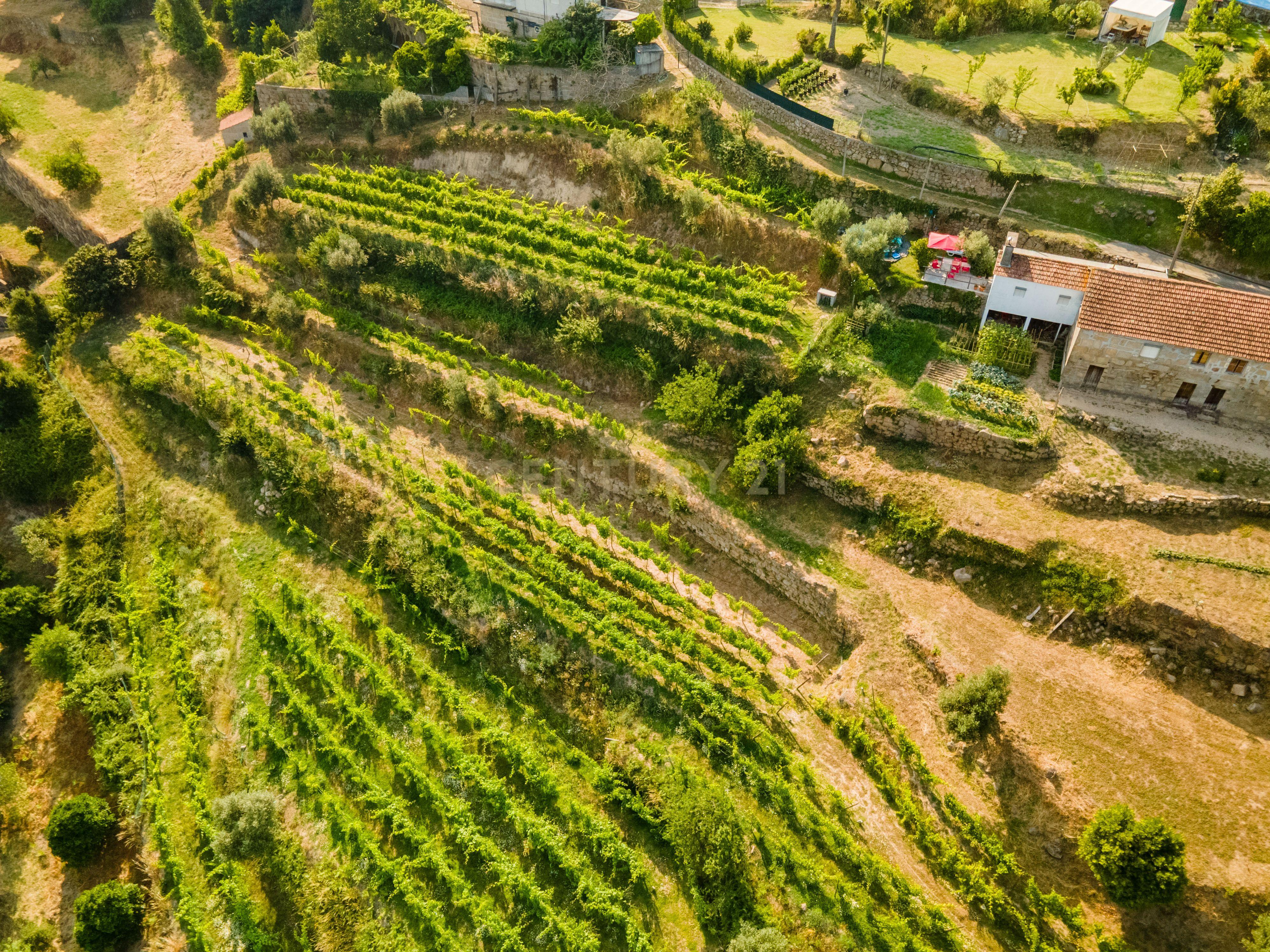Quinta com Vista Deslumbrante sobre o Rio Douro – Projeto Aprovado para Hotel Rural | Paços de Gaiolo - Image 6