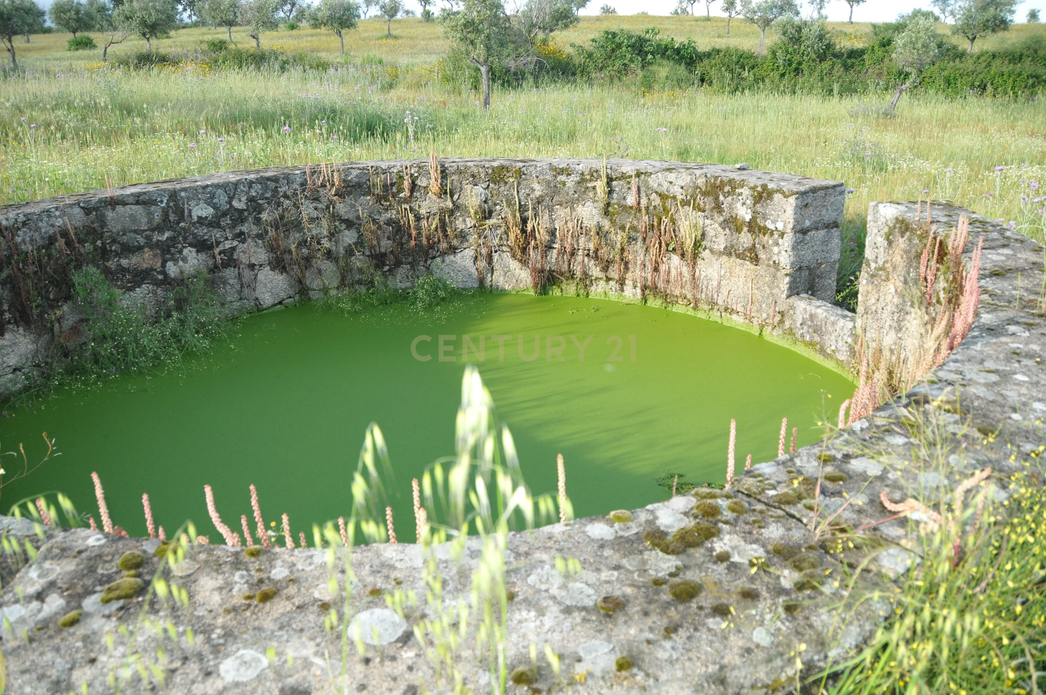 Fotografia 12 de Oportunidade Única: Quinta de 16 Hectares com produção de plantas aromáticas, 2 Ha de rosas DAMASCENA, destilação de óleos essenciais  e actividade e-commerce