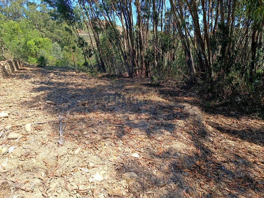 Terreno rústico de 112.000m2 em Ladeiras - S. Bartolomeu de Messines  - Silves - Image 18