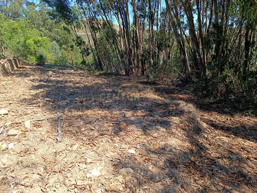 Terreno rústico de 112.000m2 em Ladeiras - S. Bartolomeu de Messines - Silves - Image 18
