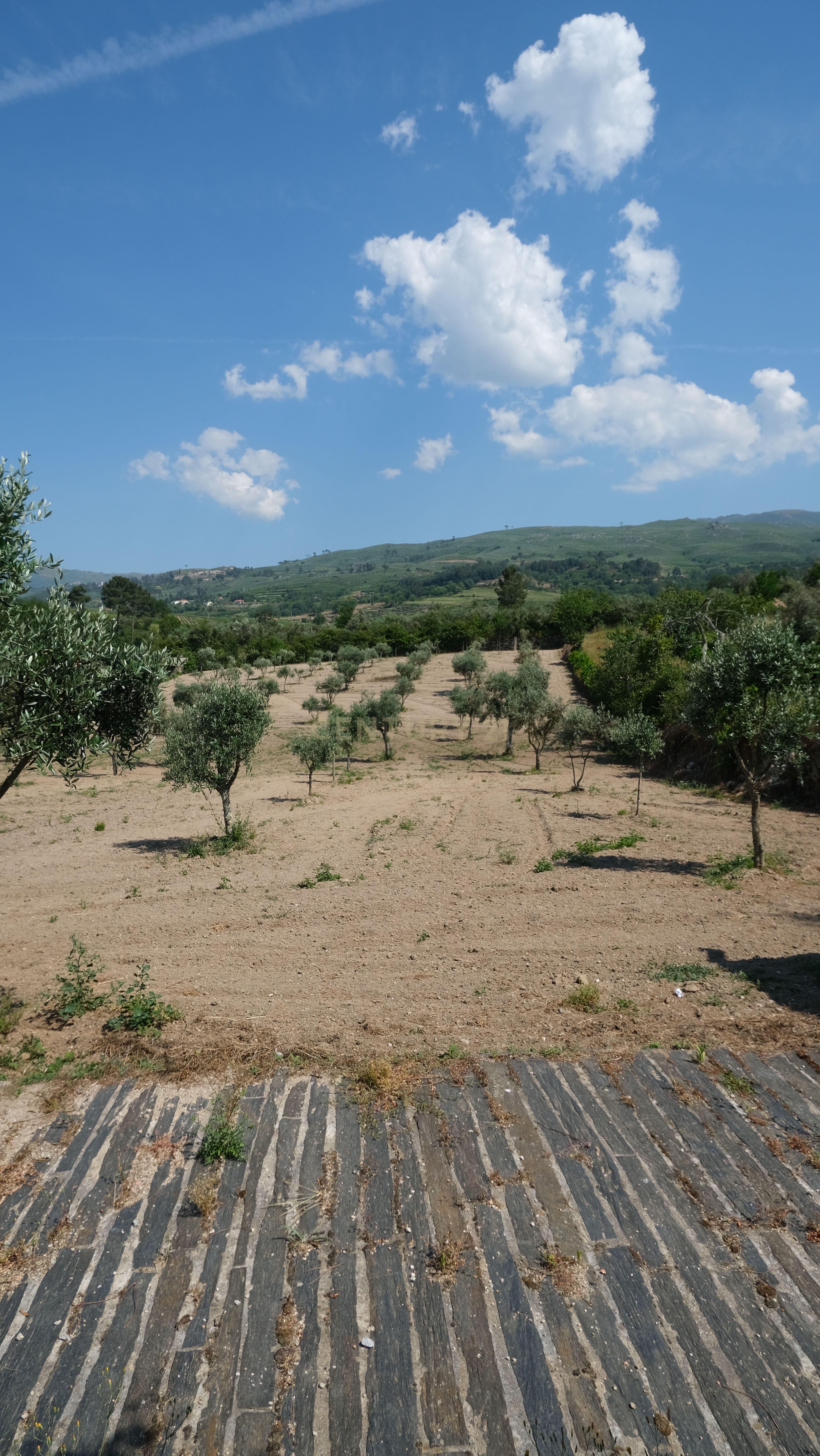 Fotografia 6 de Terreno com 2.006 m², oliveiras em produção e construção de apoio | São Paio, Gouveia