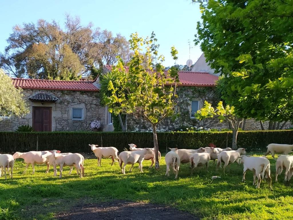 Quinta do Ervedal – 15,7 hectares de História e Beleza Natural em Castelo Novo - Image 37
