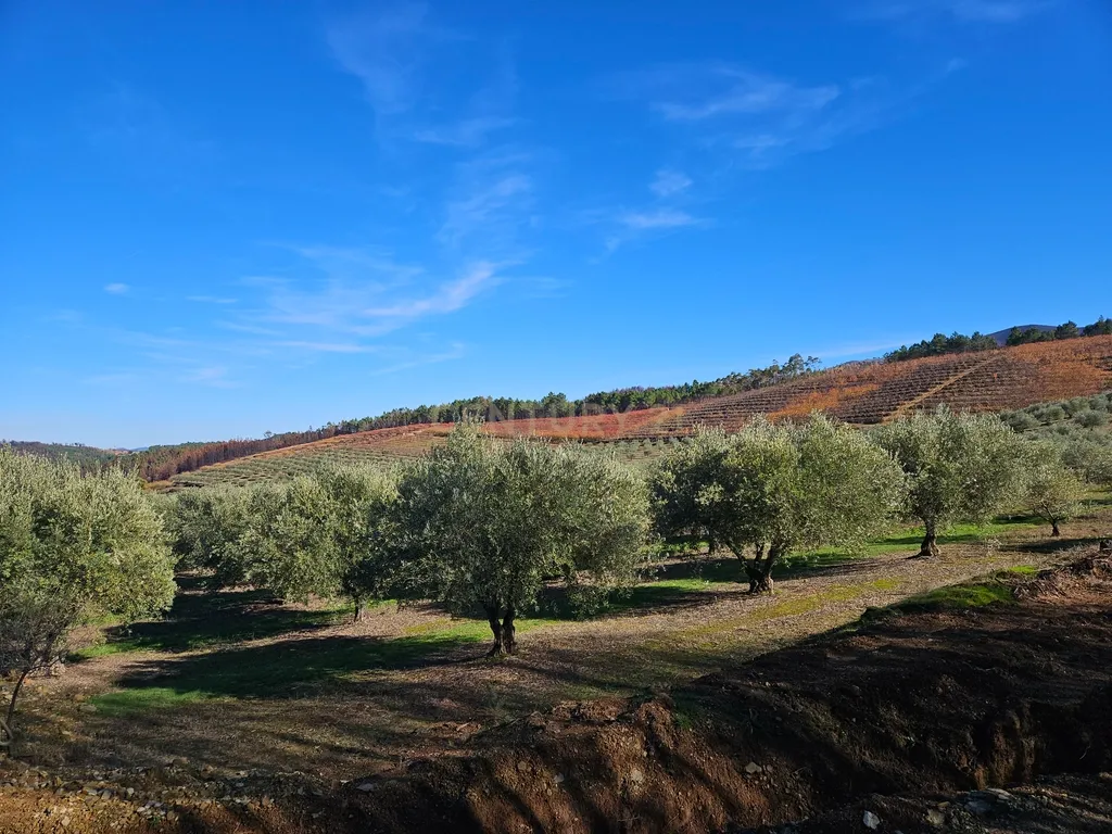 Quinta de Excelência Agrícola na Região Premium do Fundão: 32 ha de Alta Produtividade - Image 31